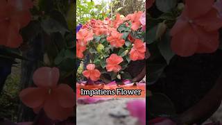 Impatiens plant repotting  shorts ytshorts youtubeshorts viralvideo [upl. by Haleelahk396]