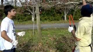 kiwi pruning in newzealand part 2by Matty [upl. by Eelanej]