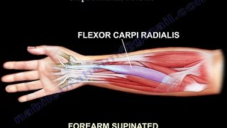 Anatomy Of The Flexor Carpi Radialis Muscle  Everything You Need To Know  Dr Nabil Ebraheim [upl. by Oiril]