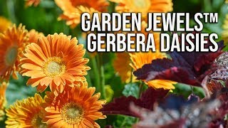 Garden Jewels™ Gerbera Daisies  All Season Flowers [upl. by Perren]