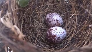 Eggs and nest of bulbul bird [upl. by Myles]