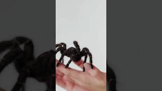 Closeup of the big black spider with her master shorts vinegaroon animal animals animalfacts [upl. by Llennol]