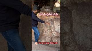 Yaganti Temple Growing Nandi Mysterious Temple yaganti kannada kannadavlogs nandi hindutemple [upl. by Saerdna]