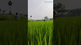 Dayvlogfertilizer applicationorganic farmingagriculturetrendingviralyoutubefeedshorts [upl. by Thalassa]