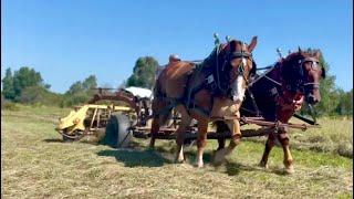 SNIPPETS OF OUR DAY ON THE FARM 683 [upl. by Scheld384]