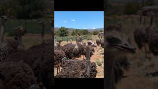 Top Spots South Africa Gamkaberg adventureswithelmor karoo southafrica zebra mountainhut [upl. by Latvina]