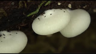 Crepidotus applanatus  Flat Oysterling 4k [upl. by Marlene]