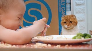 고양이의 아기집사 관찰기 이유식편Cats Observation Diary of BabyBaby Food SURIampNOEL [upl. by Benjamen]