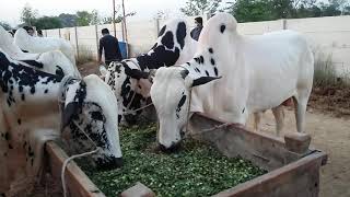 Cow Mandi of Islamabad  Islamabad Cow Mandi  Ep12 [upl. by Demp]