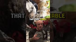 Understanding Chicken Behavior The Strange World of Brooding Hens  Joe Rogan Experience 2038 [upl. by Norrv]