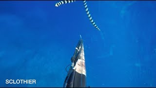 Spearfishing Aggressive Sea Snake Attacks [upl. by Ahrat120]