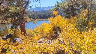 Stunning fall colors at Twin Lakes in the Mammoth Lakes Basin in the Eastern Sierra [upl. by Aloisius]