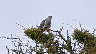 Common Cuckoo Calling [upl. by Adnolor152]