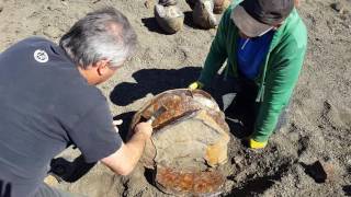 Cracking a great fossil Ammonite open [upl. by Brodsky]