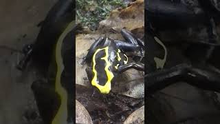 Up Close With Poison Dart Frog [upl. by Gintz708]