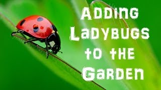 Adding Ladybugs to the Garden [upl. by Adnomar]