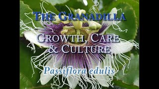 The Granadilla Growth Care and CulturePassiflora edulis [upl. by Nedda739]