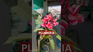 Champa flower plant care in summer Summer care of Plumeria plumeria champa flowers shorts [upl. by Alley]