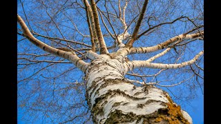 Birch tree lore [upl. by Goran144]