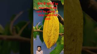 Mango testy fruit mango fruit food jackfruit foodie beautifulnature kudustinyworld explore [upl. by Weinman]