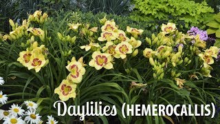 Daylily Production Tips  Walters Gardens [upl. by Legyn182]