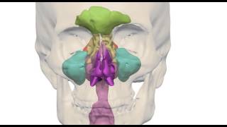 Cranial Sinuses [upl. by Hoffer]