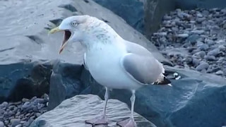 Herring Gull calling [upl. by Iniretake375]