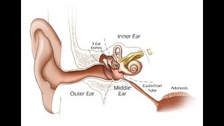 Brain amp IACs Exam [upl. by Yelsgnik515]