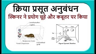 बी एफ स्किनर का क्रिया प्रसूत अनुबंधन II operant conditioning theory II Skinner THEORY [upl. by Cristionna]