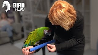 Why Military Macaws Are Hard To Work With  Understanding Treat Value [upl. by Niko]