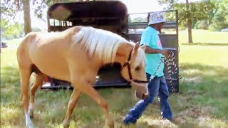 Unloading Missouri Fox Trotters and Tennessee Walking Horses of Bread Winners Trail Riders [upl. by Evot]