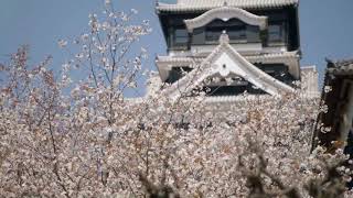 Cherry Blossoms at Kumamoto Castle [upl. by Buroker656]