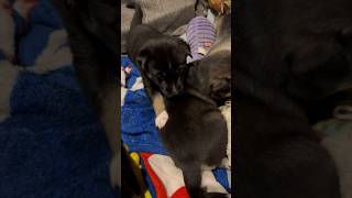 Huskador cute puppies 2 weeks old Husky and Labrador dog mix [upl. by Tjon]