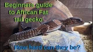 African Fat Tail Gecko Care guide for beginners [upl. by Trimmer]