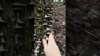 Mushroom ASMR Stroking Violet Tooth Polypore Trichaptum biforme [upl. by Coraline]