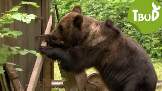 Bären sammeln Folge 41  Tiere bis unters Dach  SWR Plus [upl. by Kristan]