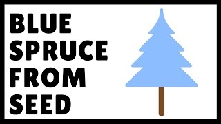 How to Grow Blue Spruce From Seed [upl. by Yelrebmik]