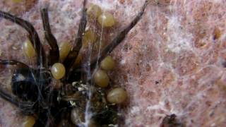 Spiderlings Eat Mother [upl. by Nnylassej736]