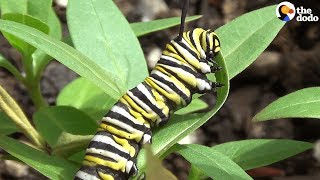 How A Caterpillar Becomes A Butterfly  The Dodo [upl. by Frost]