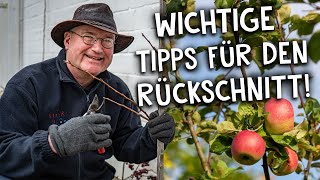 Apfelbaum richtig schneiden ✂️ Tipps und Tricks für einen sauberen Rückschnitt [upl. by Ecile]