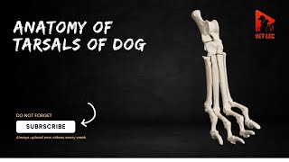 Anatomy of tarsals of dog  Canine tarsals anatomy  Anatomy of canine tarsal bones [upl. by Cho193]