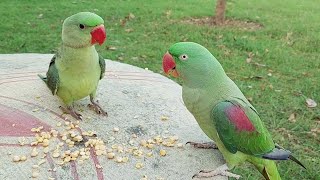 Baby Alexandrine Parrot Baby Sounds  Cute White Ringneck Parrot [upl. by Ytiak244]