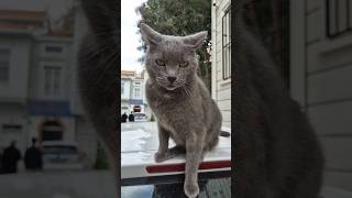 The most psychotic aggressive Gray cat I have ever seen [upl. by Evangelist]