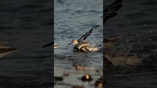 Sanderling bath [upl. by Llenor608]