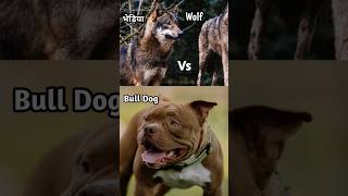 Wolf vs Bull Dog  Wolf shorts wolf pitbulldog [upl. by Siusan]