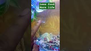 Guppy life secret delhi aquriumhobby trending delhi fishtank guppyhobby hobby freshwaterfish [upl. by Nivets297]