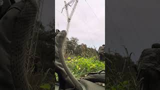 First ever bow hunt Alabama Whitetail Deer scouting Bobcat dangerously close [upl. by Iur]