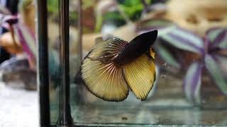 RATD185 Copper Mustard Halfmoon Male Betta [upl. by Chesney]