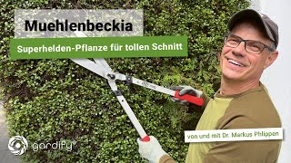 Die SuperheldenPflanze Mühlenbeckia richtig pflegen und schneiden So machst Du es richtig [upl. by Oruam4]