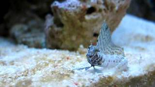 Sailfin Blenny  Emblemaria Pandionis   Reborn Aquarium [upl. by Loralie79]